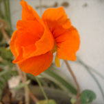 NARANJAS thumbnail 1