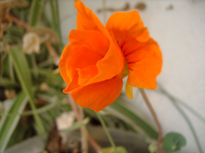 Amapola naranja.