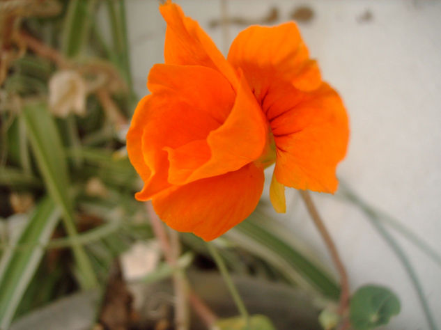 AMAPOLA NARANJA. 