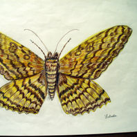 obra