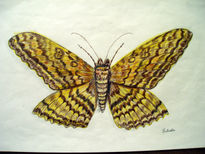 Mariposa