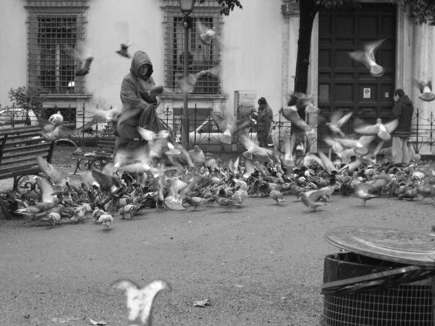 Palomas