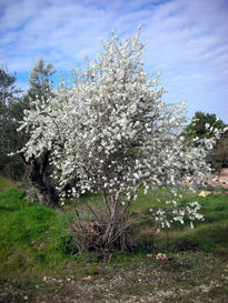 Ànimaarbre-almaárbol