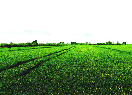 Cosecha de arroz