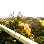 Paisajes de la Albufera thumbnail 1