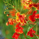 FLORES thumbnail 1