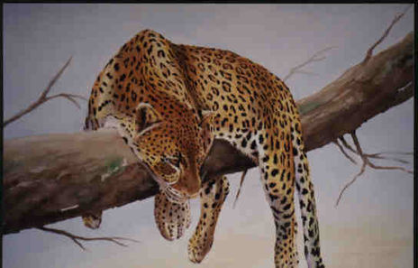 Leopardo