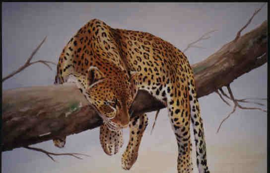 leopardo