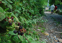 moras en el paseos...