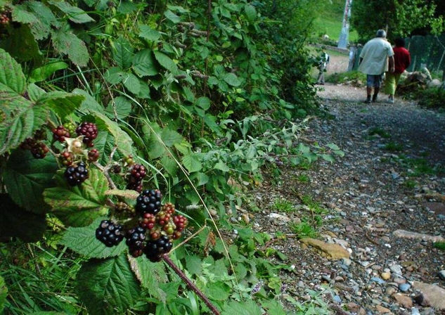 moras en el paseos G.R. Nature Color (Digital)