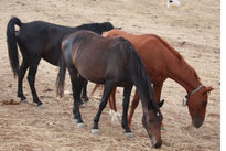 Caballos