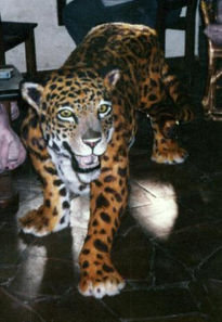 El jaguar