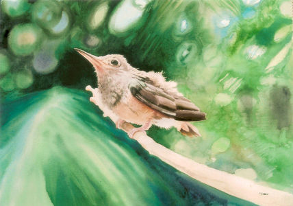 Polluelo de colibrí