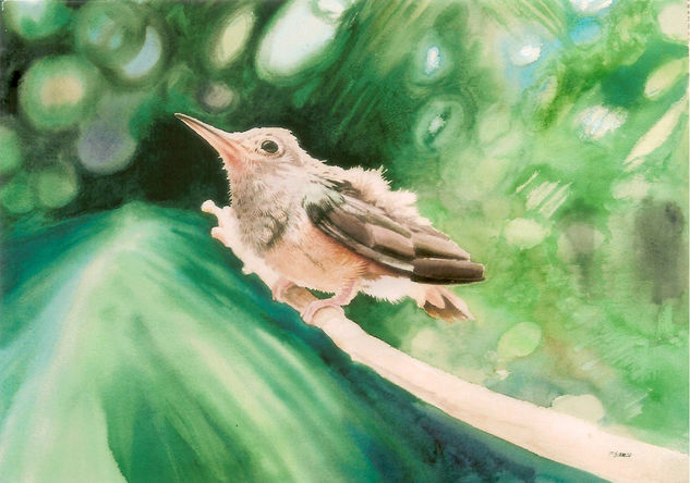 Polluelo de colibrí Watercolour Paper Animals