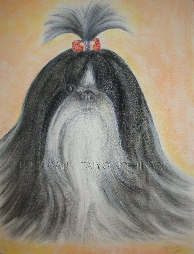 SHIH TZU - TAIYO NO HIKARI LUZ 