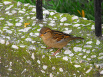 Pajaro urbano