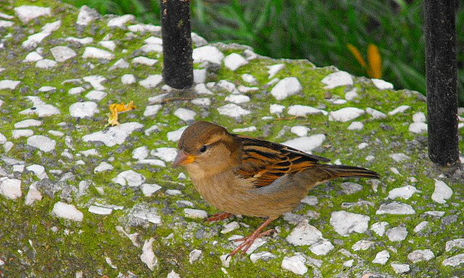 fauna urbana