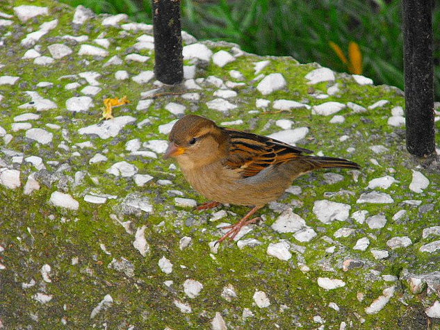 pajaro urbano 