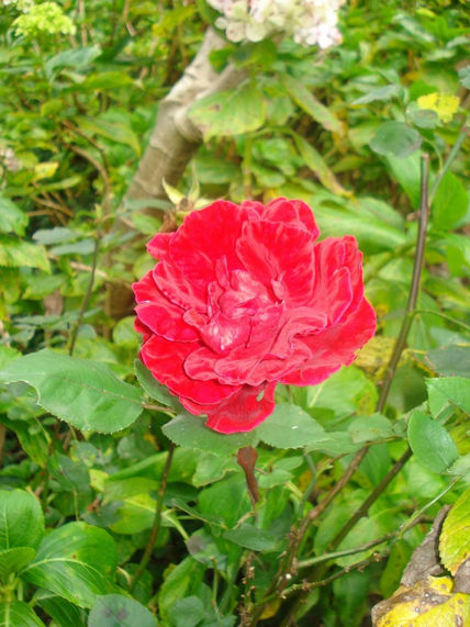 Rosa