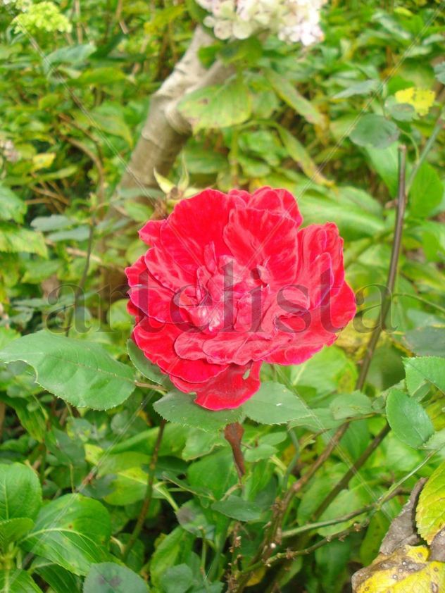 Rosa