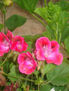 petalos