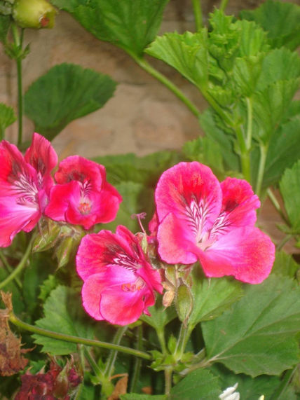 Petalos