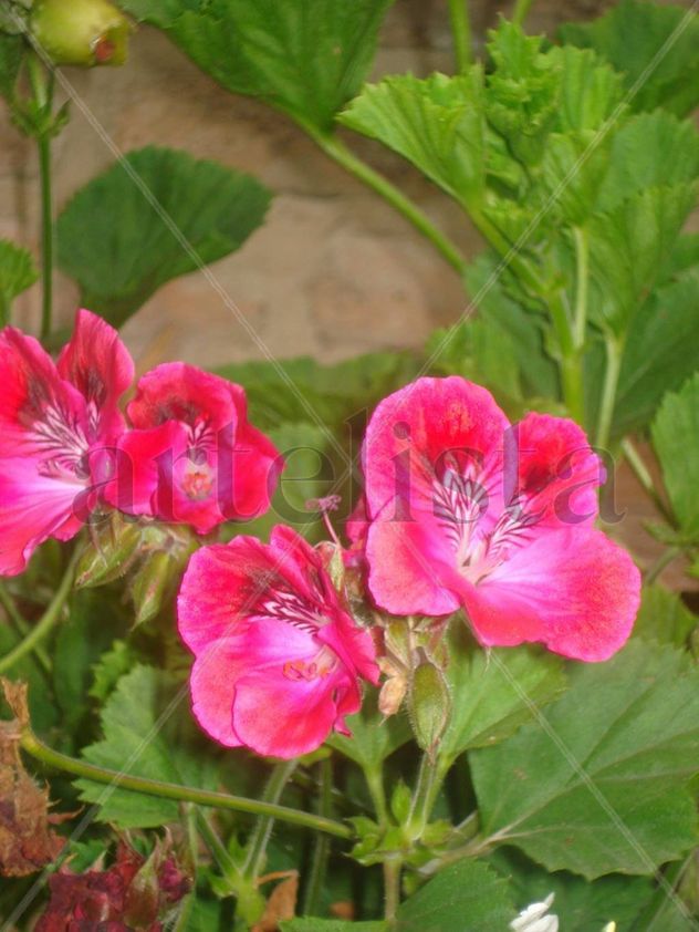 petalos