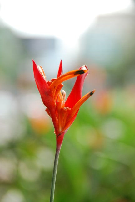 flores