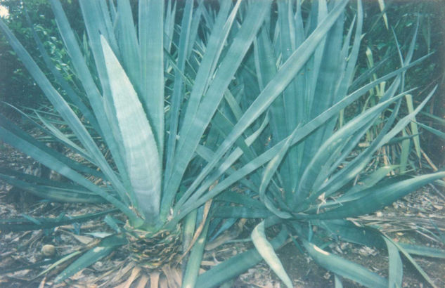 EL MAGUEY DEL IXTLE 