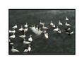 PATOS