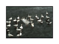 Patos