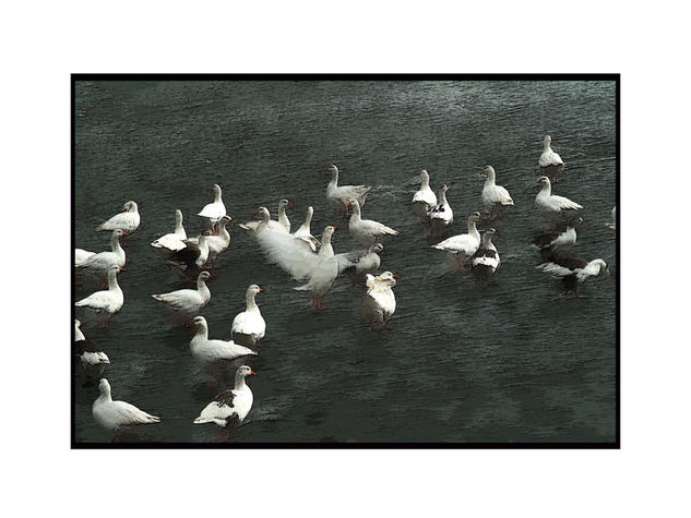 PATOS 