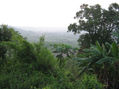 MUNDO VERDE
