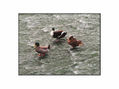 LOS PATOS