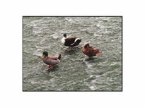 Los patos