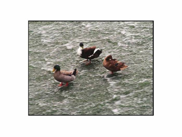 LOS PATOS 