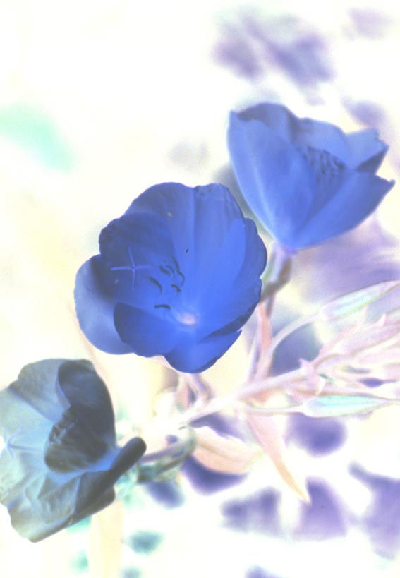 FLORES 3