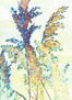 FLORES 4