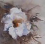 flor al atardecer
