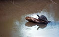 TORTUGA