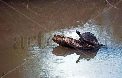Tortuga