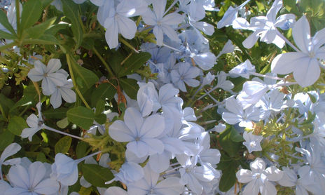 CELESTES