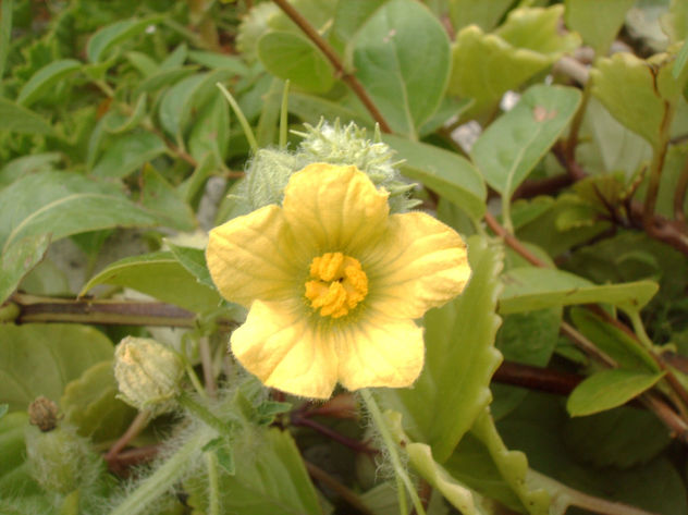 LA FLOR DE LA SANDIA,