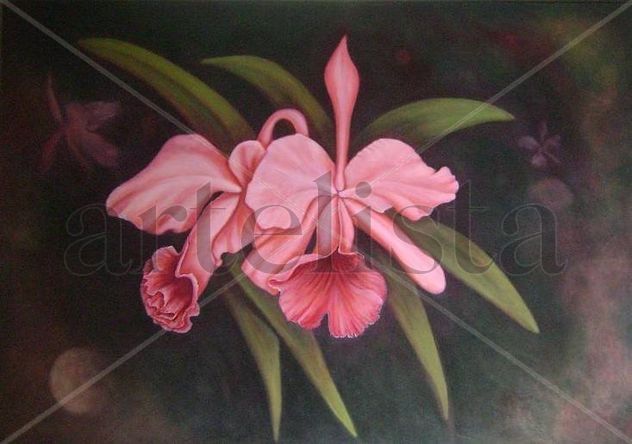 Orquídeas 1