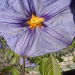 LILAS Y AZULES thumbnail 1