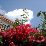 FUCSIA thumbnail 1