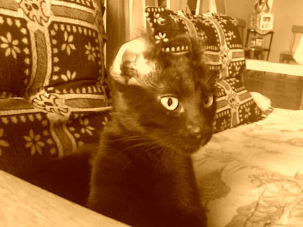 [black]