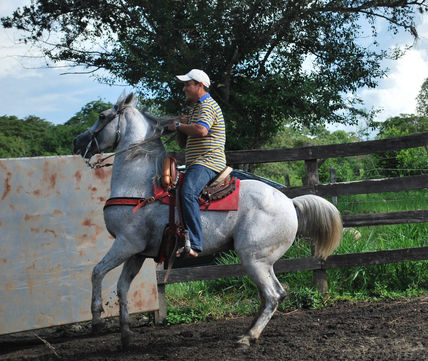 Equino