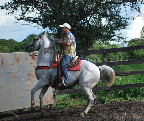 Equino