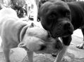 amores de perros